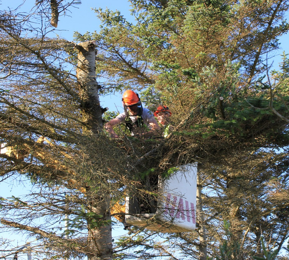 Plano Tree Service 